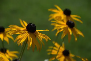 Snoqualmie Fall City